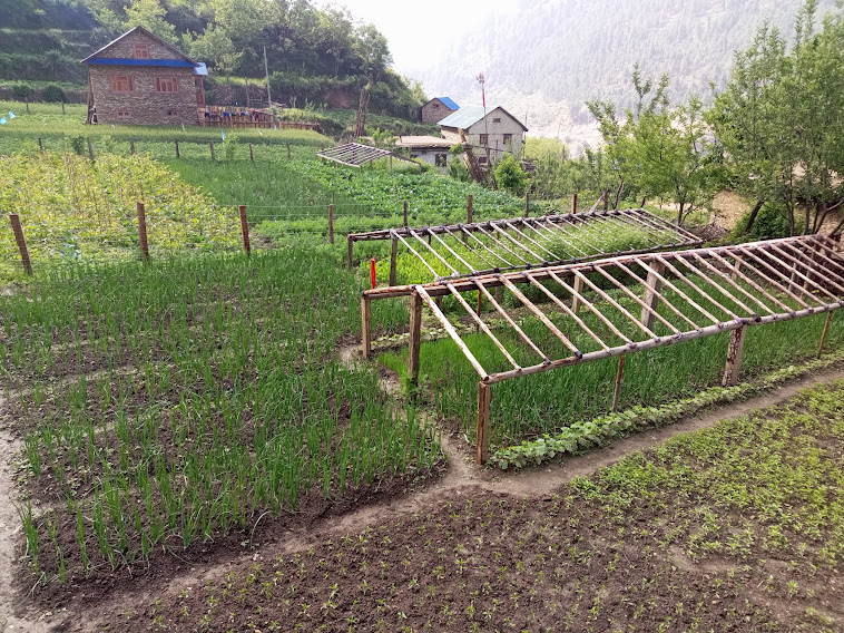 The nursery of Lalmaya Budha of Onion production